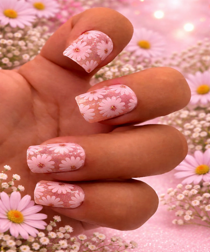 Light Rose Daisies (Transparent)